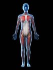 Menschliches Körpermodell mit weiblicher Anatomie mit Muskelsystem, digitale 3D-Darstellung. — Stockfoto