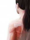 Женское тело с видимой мускулатурой, цифровая иллюстрация
. — стоковое фото