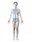 Esqueleto y ligamentos femeninos en cuerpo transparente, ilustración por ordenador . - foto de stock