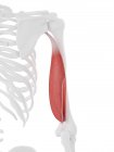 Menschliches Skelettmodell mit detailliertem Trizeps-Langkopfmuskel, Computerillustration. — Stockfoto