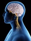 Абстрактный мужской силуэт с видимым мозгом и нервами нервной системы, компьютерная иллюстрация
. — стоковое фото