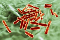 Red colored probiotic rod-shaped gram-positive aerobic Bacillus clausii bacteria restoring microflora of intestine. — Stock Photo