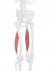 Menschliches Skelett mit rotem Semitendinosus-Muskel, digitale Illustration. — Stockfoto