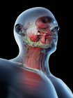 Anatomia e musculatura da cabeça e pescoço masculinos, ilustração digital . — Fotografia de Stock