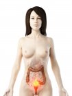 Рак Колона в жіночому тілі, концептуальний комп'ютерний малюнок.. — стокове фото