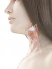 Larynx féminin, illustration numérique anatomique . — Photo de stock