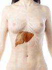 Cuerpo femenino realista con hígado detallado, ilustración por computadora . - foto de stock