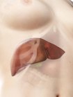 Realistic female body with detailed liver, computer illustration. — Stock Photo