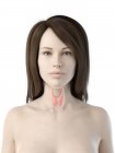 Glande thyroïde dans le corps féminin, illustration par ordinateur . — Photo de stock