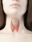 Щитовидная железа в женском теле, компьютерная иллюстрация . — стоковое фото