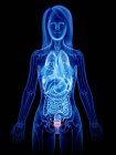 Female anatomical transparent 3d model showing bladder, computer illustration. — Stock Photo