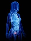 Weibliches anatomisches transparentes 3D-Modell mit Blase, Computerillustration. — Stockfoto