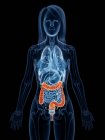 Colored large intestine in female body silhouette, digital illustration. — Stock Photo