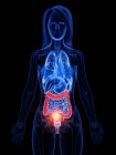 Рак кишечника в женском теле, концептуальная компьютерная иллюстрация
. — стоковое фото
