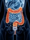 Colored large intestine in female body silhouette, digital illustration. — Stock Photo