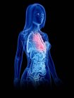 Женская анатомия, показывающая сердце в прозрачном силуэте тела, компьютерная иллюстрация
. — стоковое фото