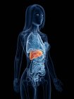 Прозоре жіноче тіло з кольоровою печінкою, комп'ютерна ілюстрація . — стокове фото