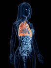 Farbige Lungen in transparentem Frauenkörper auf schwarzem Hintergrund, Computerillustration. — Stockfoto
