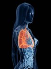 Pulmones de color en el cuerpo femenino transparente sobre fondo negro, ilustración por ordenador . - foto de stock