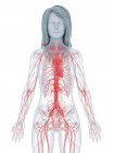 Cuerpo femenino con corazón visible y sistema cardiovascular, ilustración digital . - foto de stock