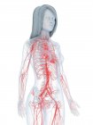Corpo femminile con cuore visibile e sistema cardiovascolare, illustrazione digitale . — Foto stock