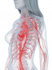 Weiblicher Körper mit sichtbarem Herz und Herz-Kreislauf-System, digitale Illustration. — Stockfoto