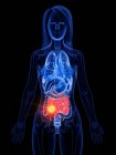 Рак тонкой кишки и кишечника в женском теле, концептуальная компьютерная иллюстрация
. — стоковое фото