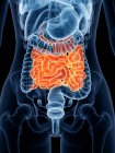 Colored small intestine in female body silhouette, computer illustration. — Stock Photo