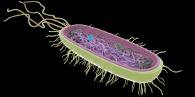 Einzelnes abstraktes Bakterium auf schwarzem Hintergrund, Computerillustration. — Stockfoto
