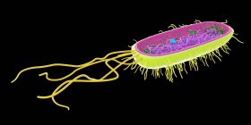 Bacteria abstracta única sobre fondo negro, ilustración por ordenador . - foto de stock