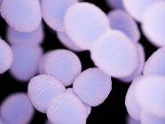 Purple colored Enterococcus bacteria, computer illustration. — Stock Photo