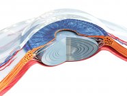 Anatomía del ojo humano, ilustración por computadora . - foto de stock