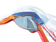 Anatomie oculaire humaine, illustration par ordinateur . — Photo de stock