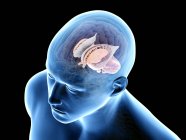 Анатомія людського мозку, комп'ютерна ілюстрація . — стокове фото