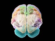 Людський мозок з кольоровими частинами, комп'ютерна ілюстрація . — стокове фото