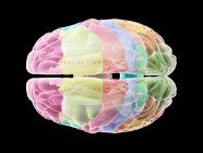 Menschliches Gehirn mit farbigen Teilen, Computerillustration. — Stockfoto