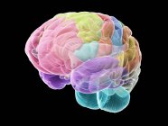 Cervello umano con parti colorate, illustrazione al computer . — Foto stock