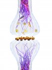 Sinapsis de nervios, ilustración digital biológica . - foto de stock