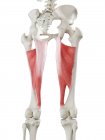 Human skeleton with red colored Adductor magnus muscle, computer illustration. — Stock Photo