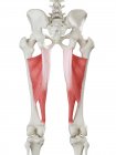 Скелет людини з м'язами червоного кольору Adductor magnus, комп'ютерна ілюстрація . — стокове фото