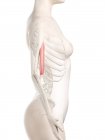 Жіноче тіло 3d модель з деталізованим м'язом біцепсів, комп'ютерна ілюстрація . — стокове фото