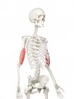 Menschliches Skelett mit rot gefärbtem Bizeps-Muskel, Computerillustration. — Stockfoto