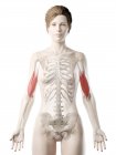 Modelo 3d de cuerpo femenino con músculo bíceps detallado, ilustración por computadora . - foto de stock