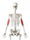 Людський скелет з м'язами біцепсів червоного кольору, комп'ютерна ілюстрація . — стокове фото