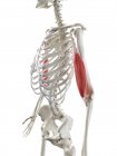 Esqueleto humano con músculo bíceps de color rojo, ilustración por computadora . - foto de stock