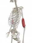 Esqueleto humano con músculo braquial de color rojo, ilustración por computadora . - foto de stock