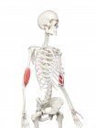 Скелет людини з м'язами Брахіаліса червоного кольору, комп'ютерна ілюстрація . — стокове фото
