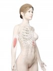 Modelo 3d de cuerpo femenino con músculo braquial detallado, ilustración por computadora . - foto de stock