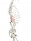 Esqueleto humano con músculo braquial de color rojo, ilustración por computadora . - foto de stock