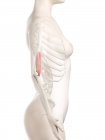 Modello 3d del corpo femminile con muscolo Brachialis dettagliato, illustrazione del computer . — Foto stock